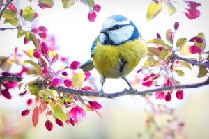 spring bird spring bird